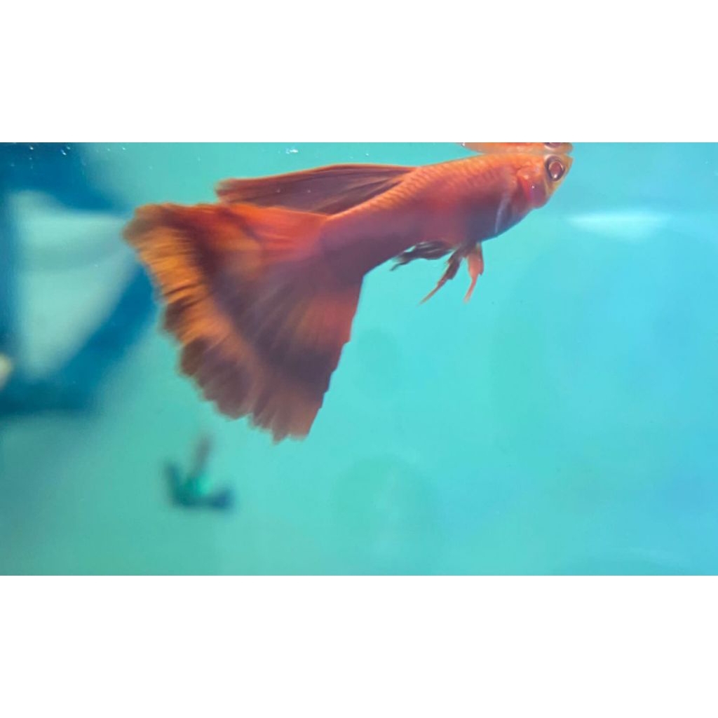 Guppy AFR big dorsal