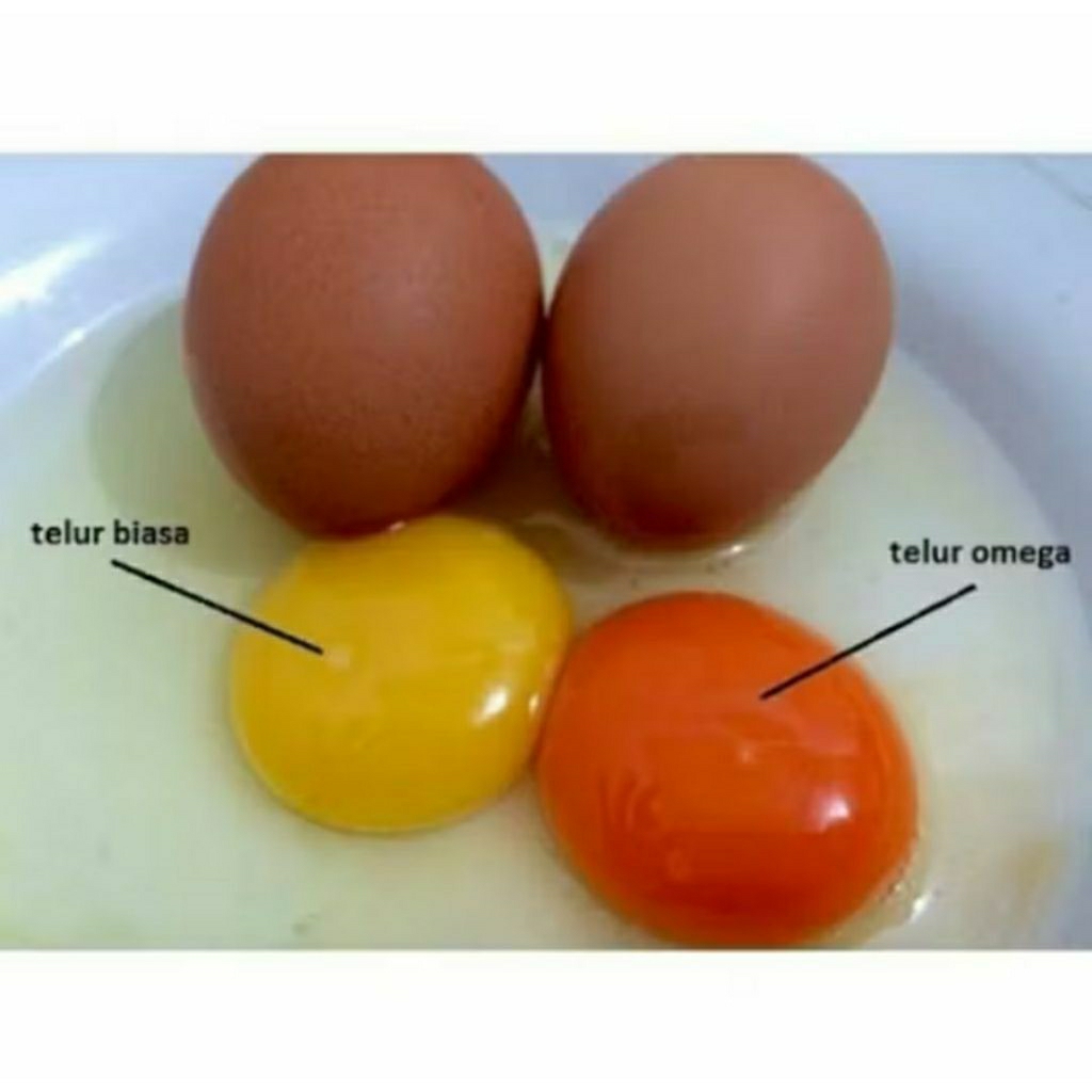 

Telur Orange Omega 3 asli isi 10 butir siap garansi kembali