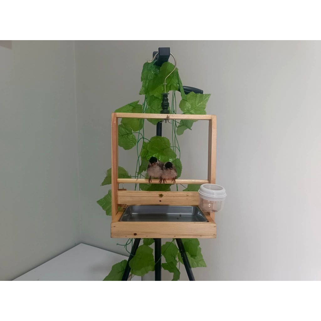 Sangkar Layang Burung Kutilang Baki Mini Aesthetics Polos