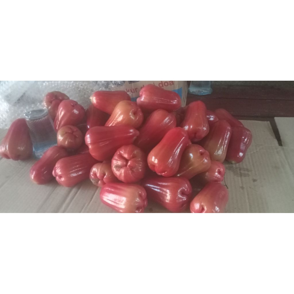 

jambu citra jumbo 1 kg isi 6 - 8