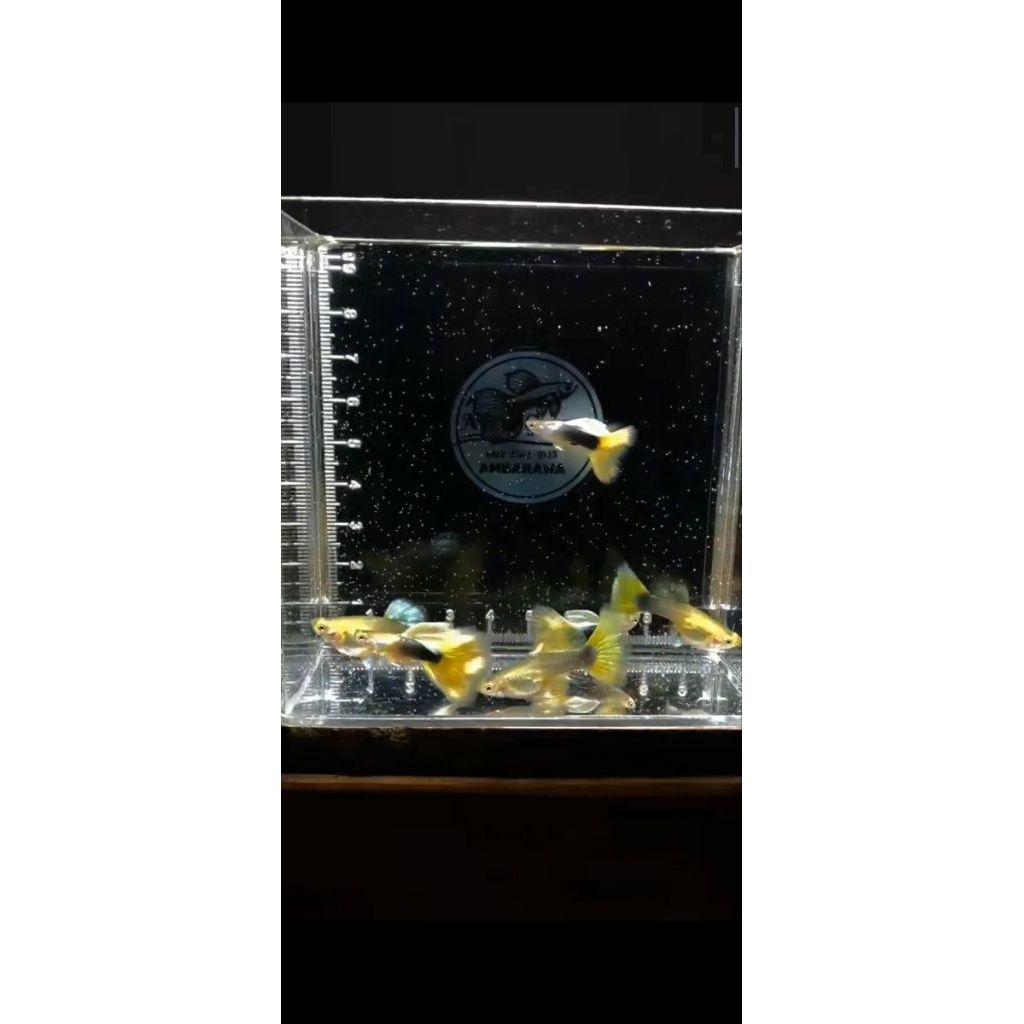 sticker aquarium guppy hb yellow