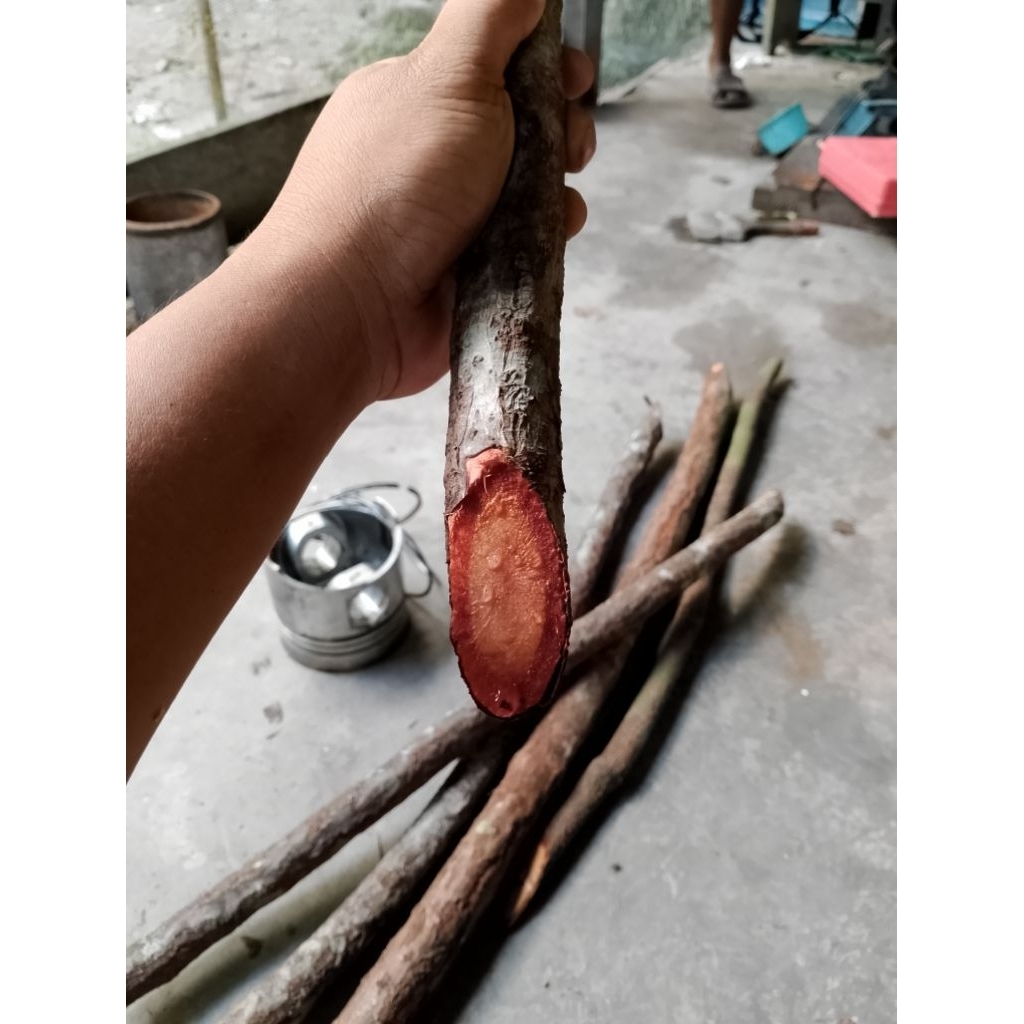 

Bajakah Tampala 1Kg Asli Kalimantan – Herbal Ajaib Penambah Imunitas & Vitalitas