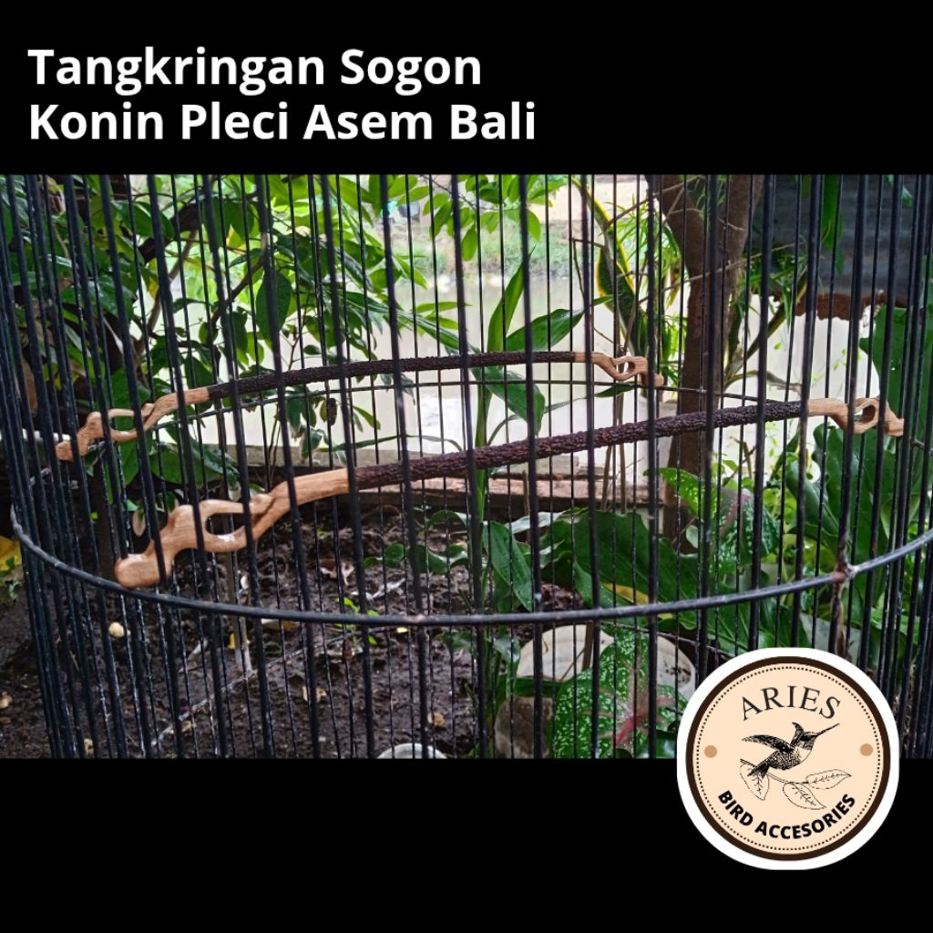 TANGKRINGAN SOGON KONIN PLECI ASEM BALI SEJAJAR