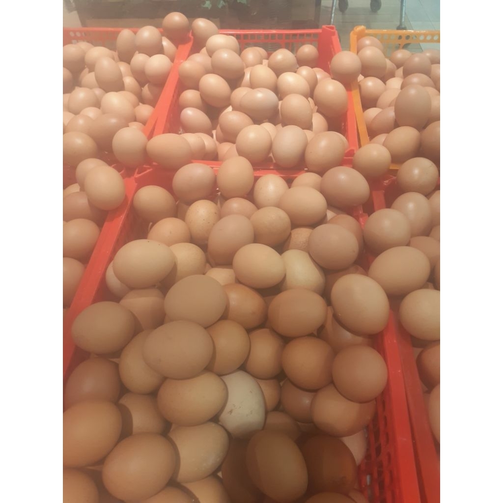 telur ayam 1kg
