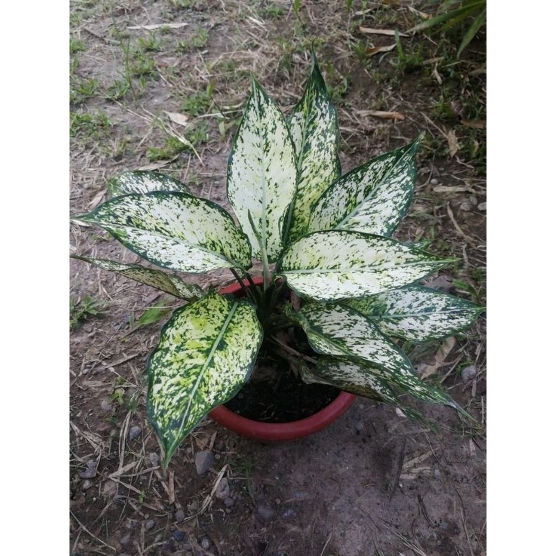 Aglonema snow white rimbun - Aglo Snow white