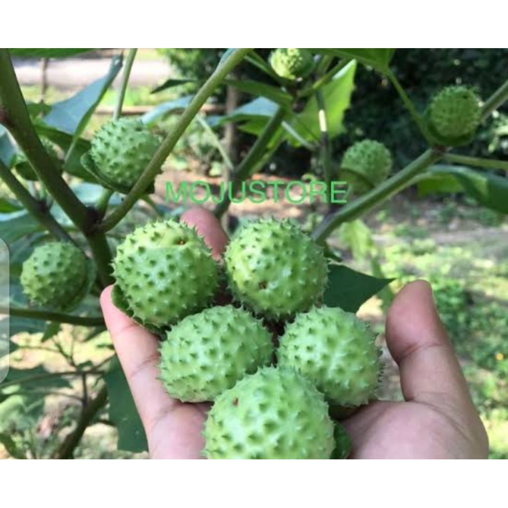 

Buah kecubung isi 3pcs asli bisa untuk burung