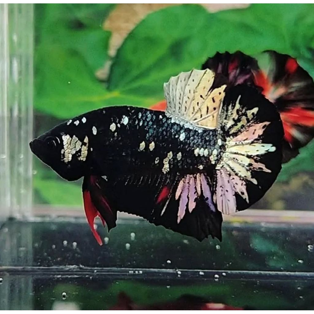 cupang avatar cooper gold bahan