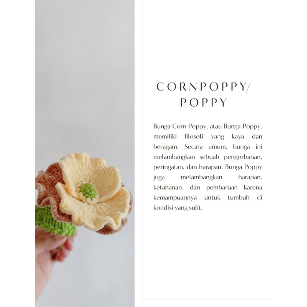 Bunga Popy / Corn Popy Flower