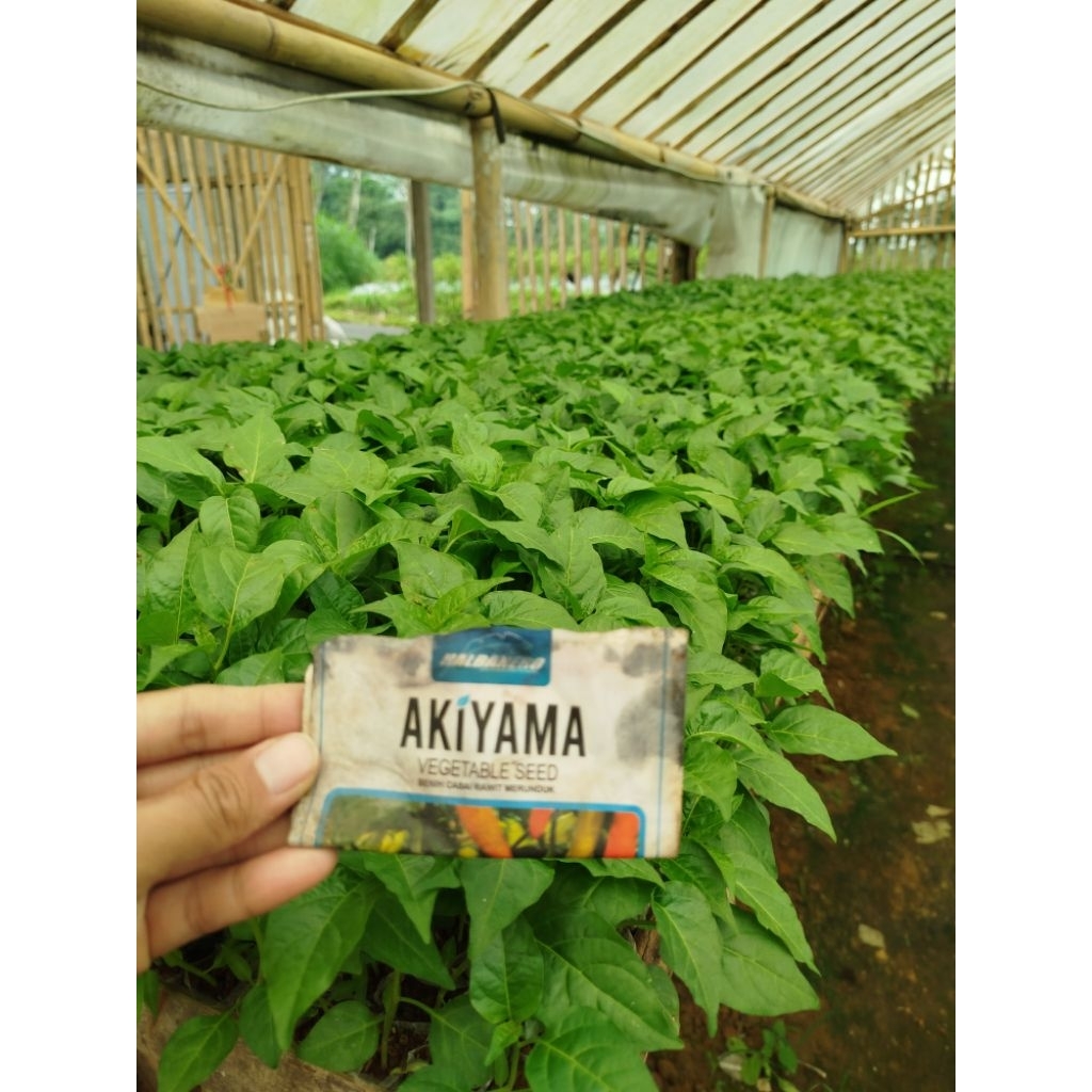 

Cabai Rawit Akiyama per Baki Isi 360