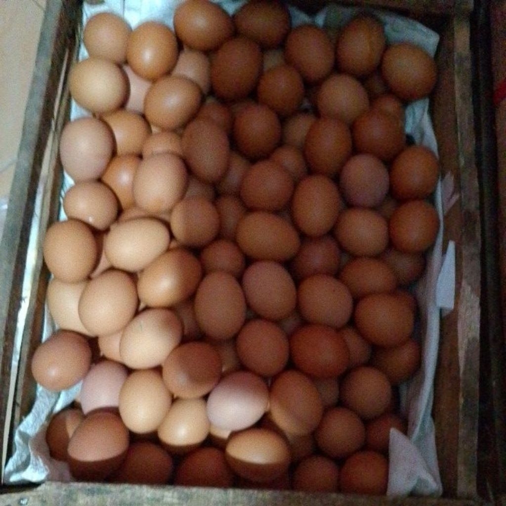 

telur ayam 10kg(maksimal pembelian 10kg)
