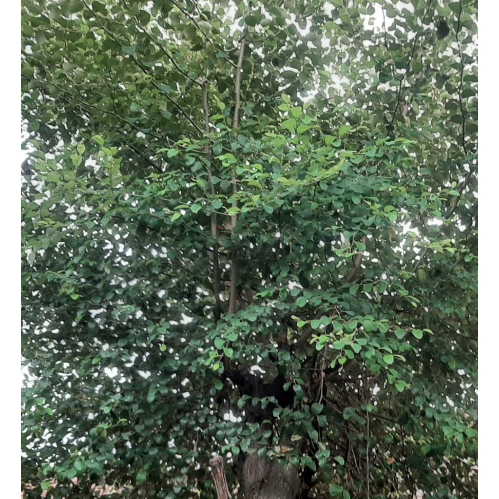 

daun bidara fresh 400g