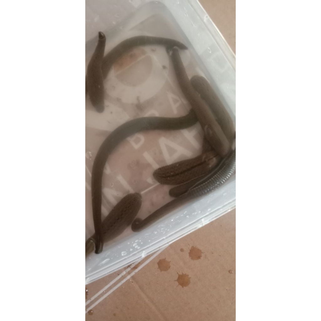 Lintah hidup sudah sterilisasi Size BESAR isi 45 Ekor