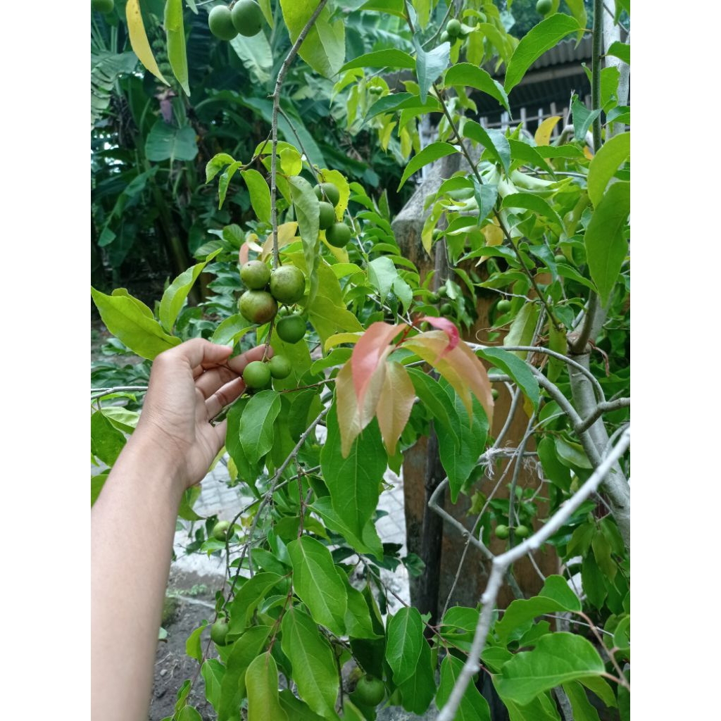 

PLUM AUSI BERBUAH