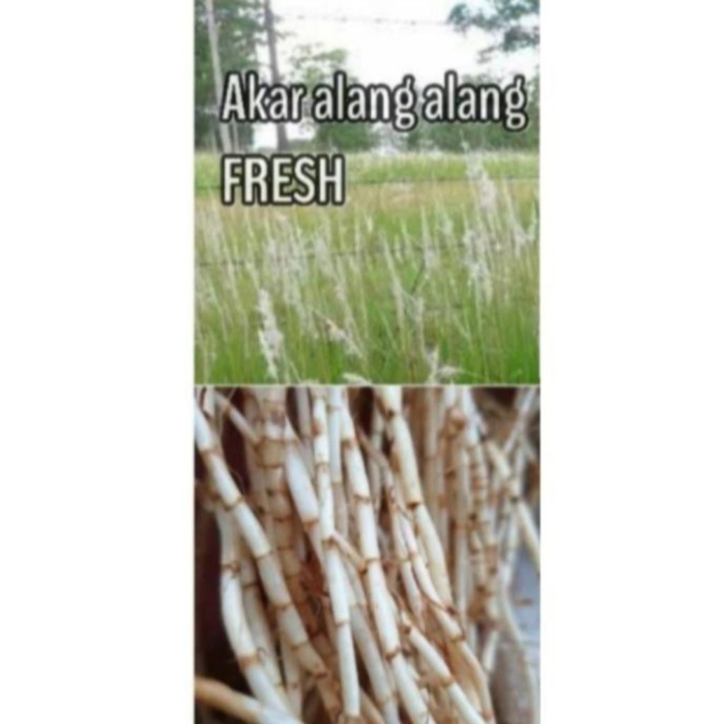 

TERLARIS akar Alang alang segar 500 gram