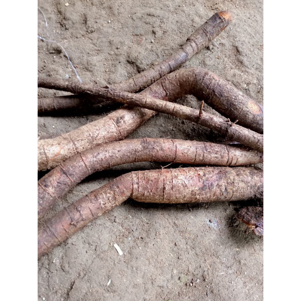 

akar kawao.per500g