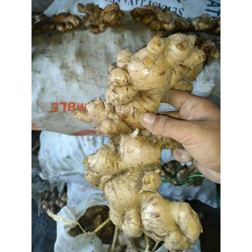 

jahe gajah super bumbu masak 1kg murah