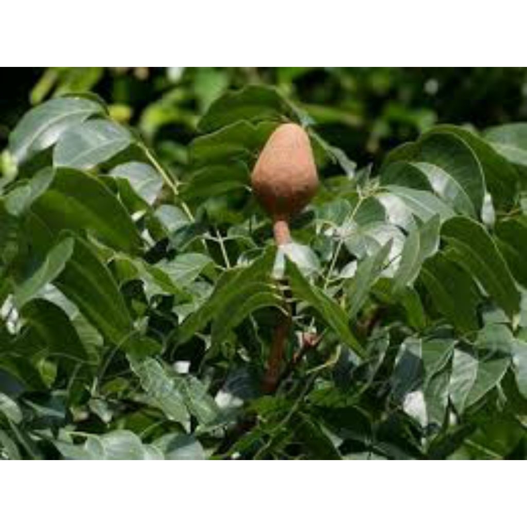 

Daun mahuni/mahoni segar obat herbal 100 lembar termurah