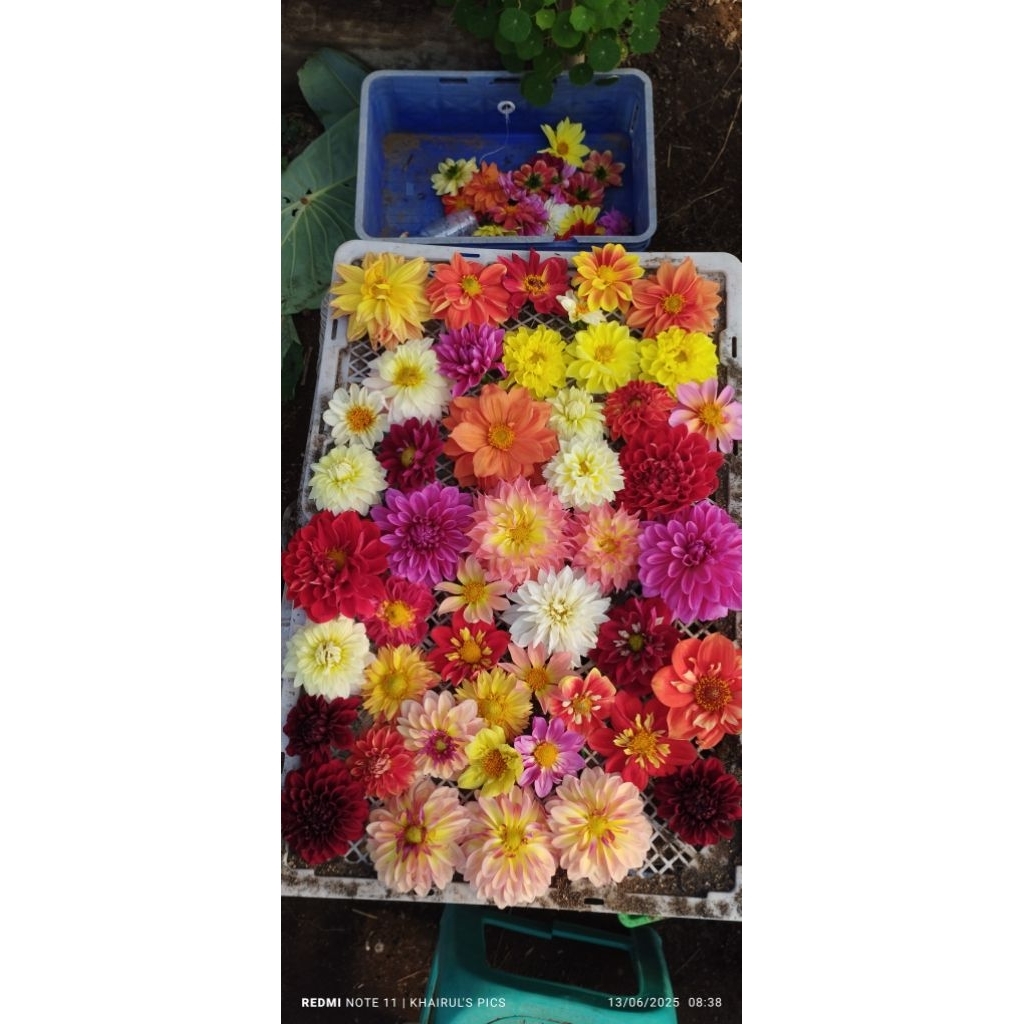 UMBI DAHLIA EKONOMIS (Dahlia sp) umbi 1 rumpun