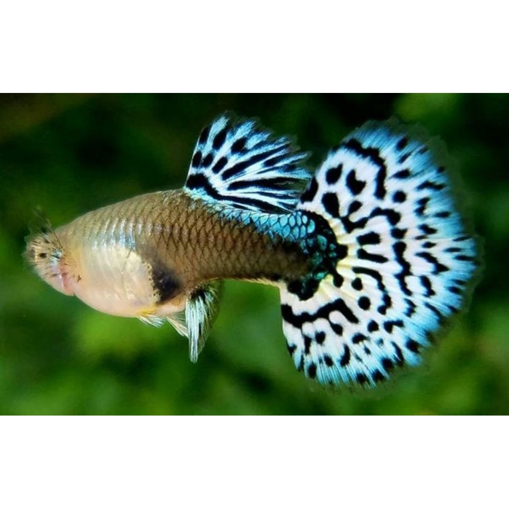 hiasan Stiker unik ikan Guppy sepasang Blue ivory sepasang indukan