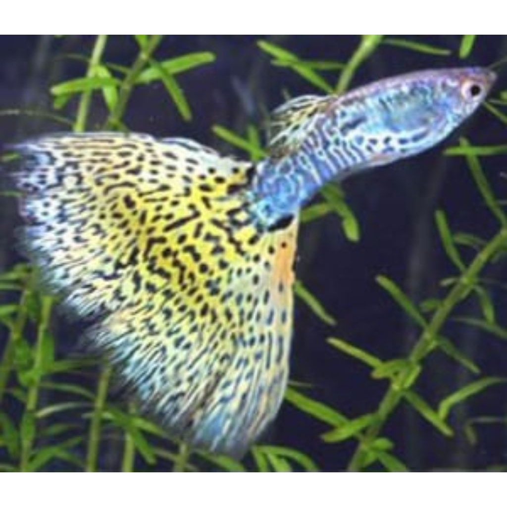 sepasang indukan stiker unik ikan Guppy Metal Yellow Lace hiasan aquarium