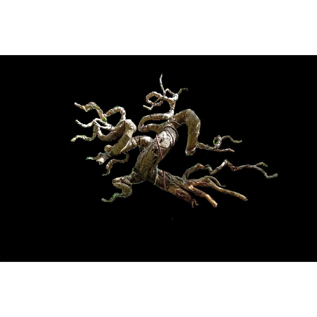 BONSAI WARU TAIWAN EXTREME