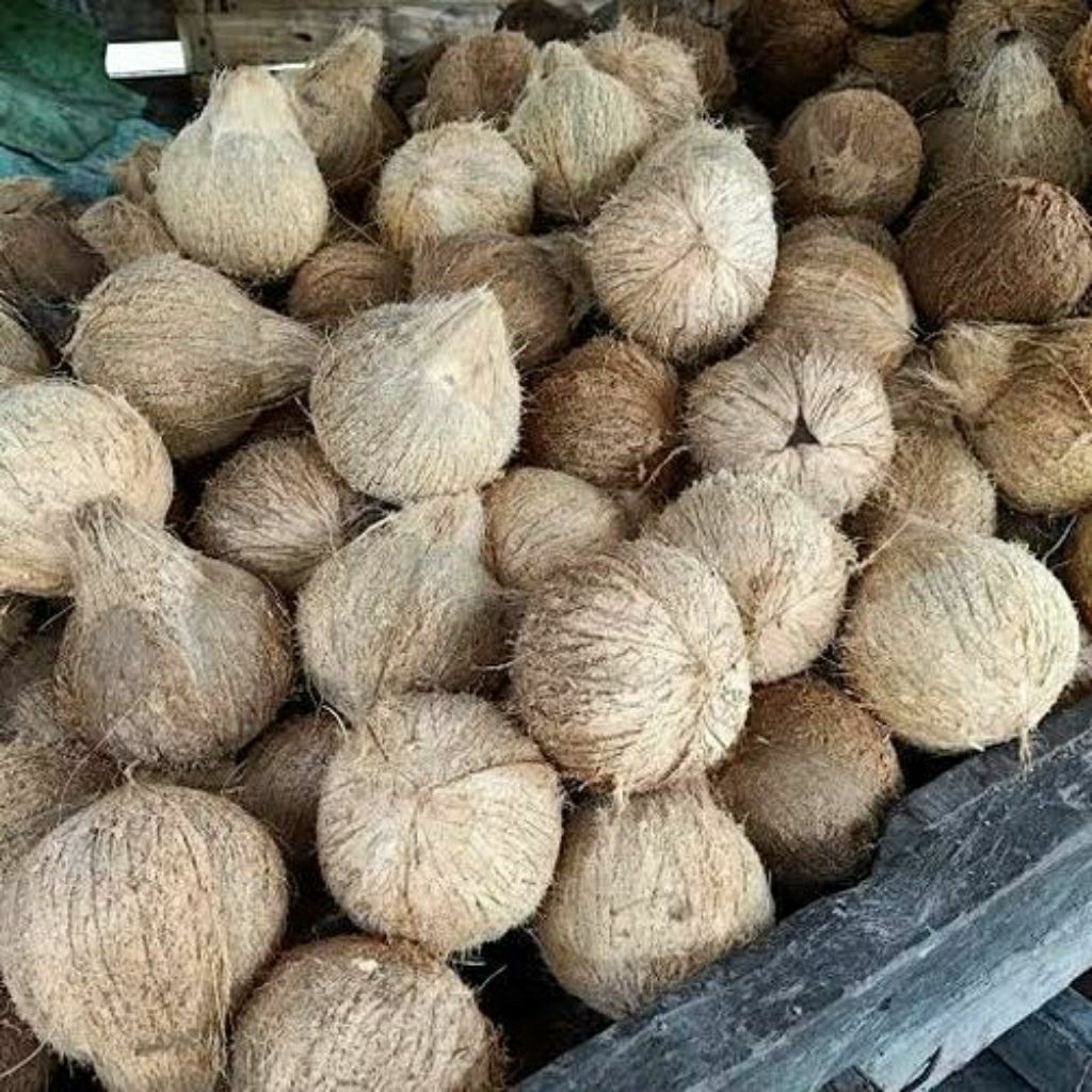 

kelapa tua/kelapa kopyor