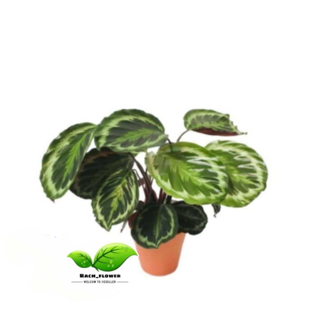 Calathea medallion - tanaman hias calathea medalion v2 5-8 daun