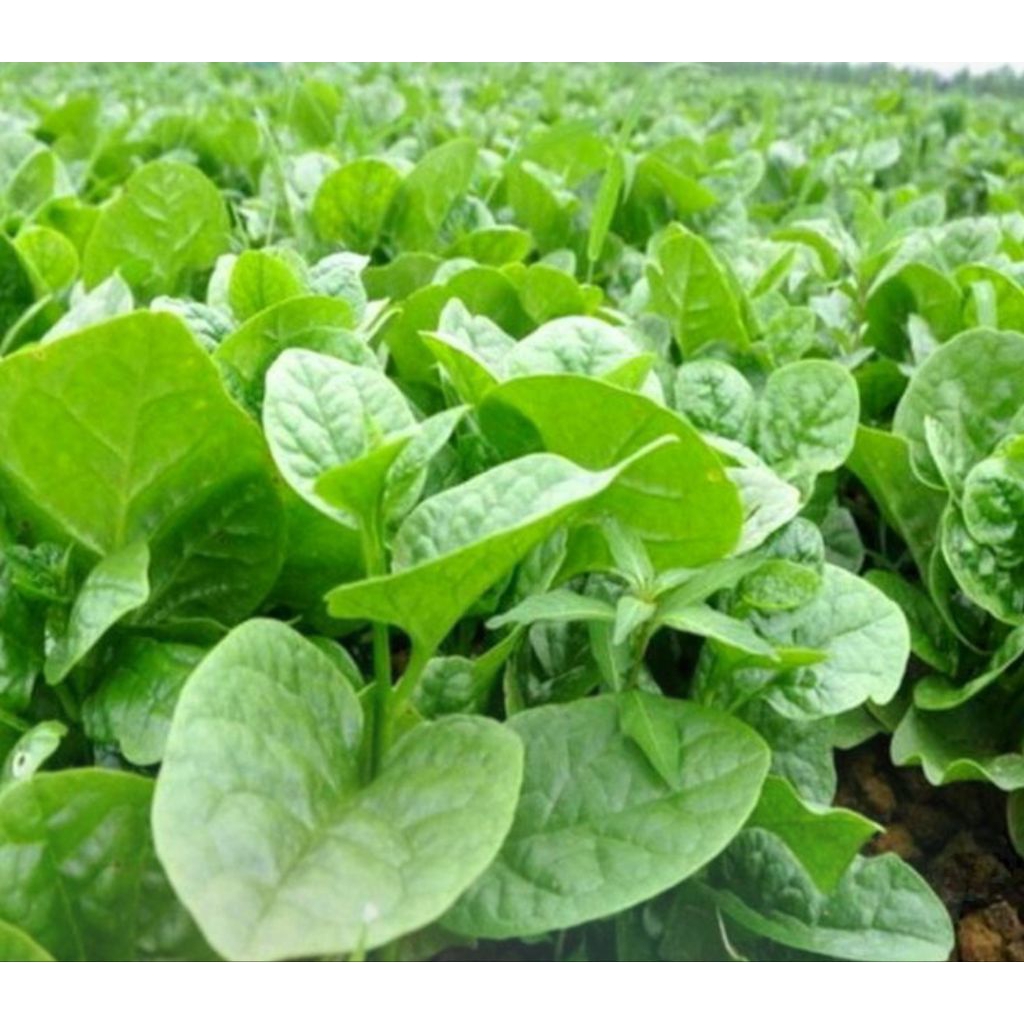 5 Biji Benih Bayam Malabar