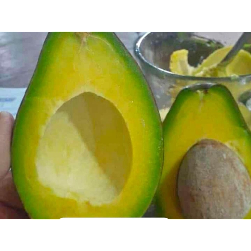 

alpukat mentega netto 1000gr