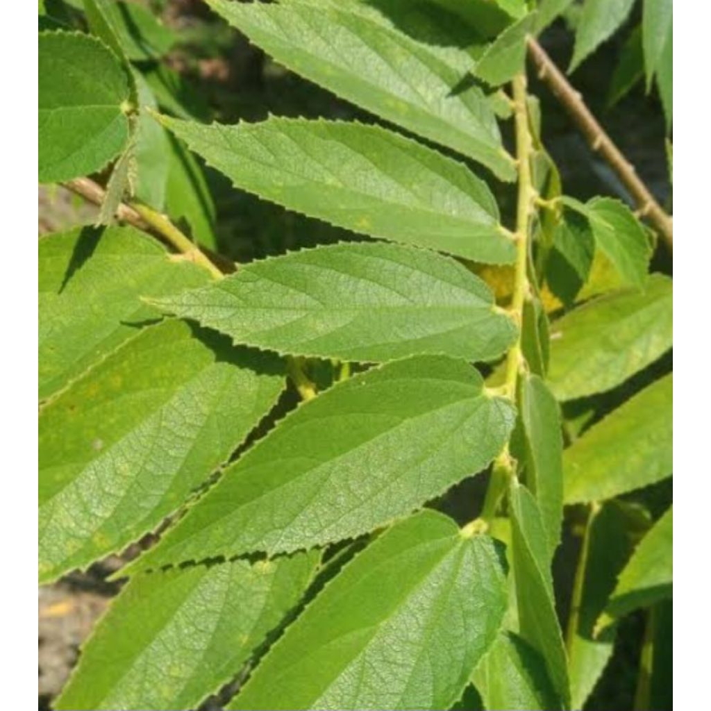 

Jual daun kersen segar petik langsung kuwalitasbagus 200 g