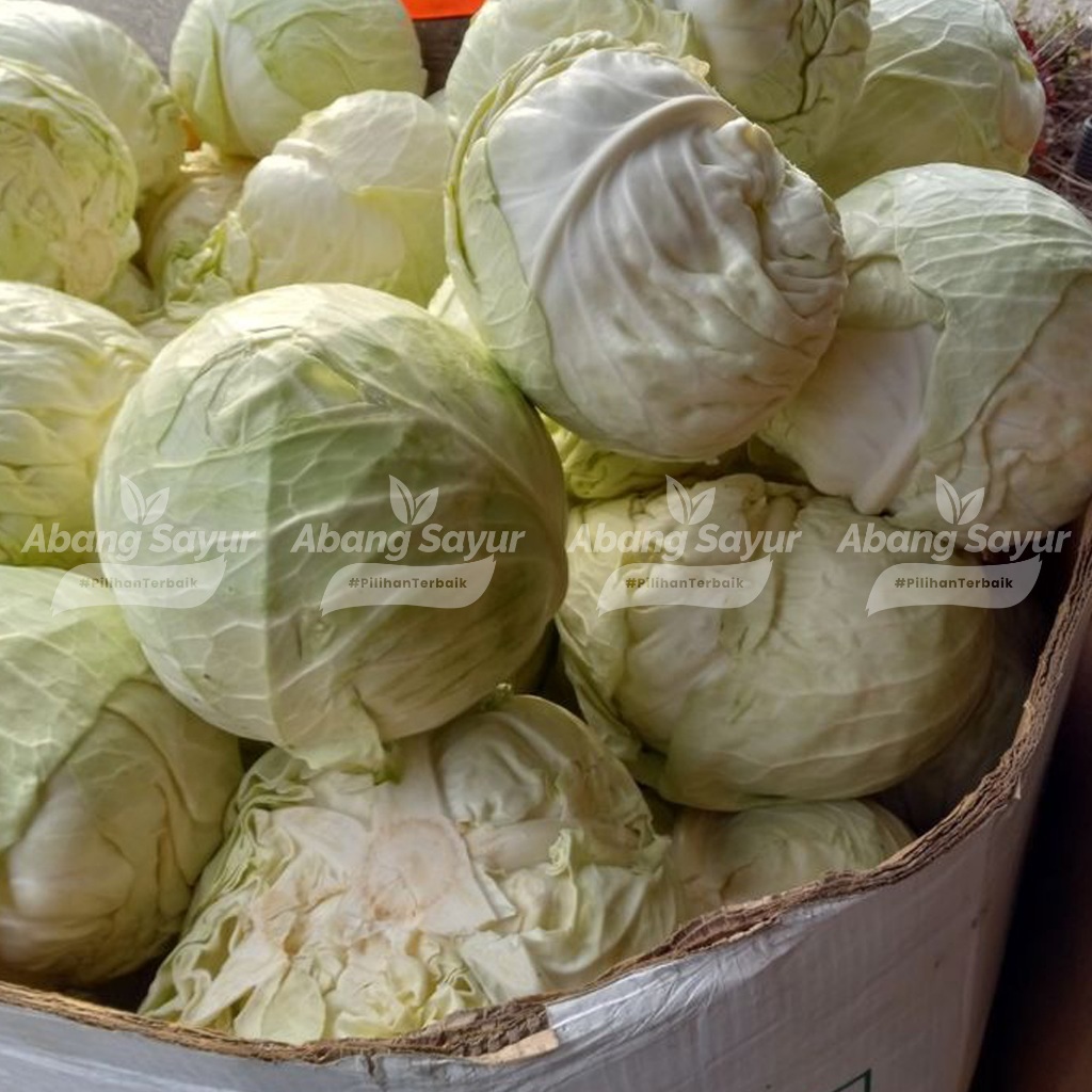 

Kol / Kubis Segar 1kg – Sayur Segar Bandung (Fresh Harian) - Renyah & Cocok untuk Lalapan