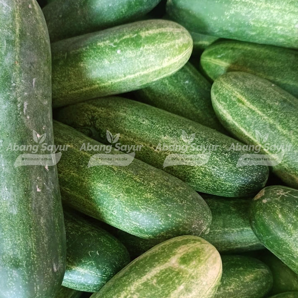 

Timun 1kg - Kirim Instant Bandung - Bonteng - Ketimun - Sayur Segar Bandung (Fresh Harian)