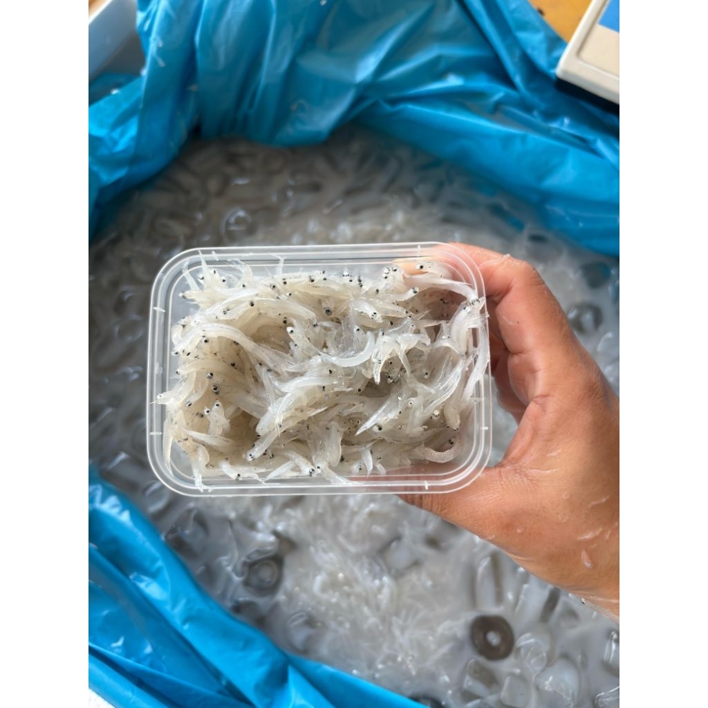 

Ikan Teri Basah 250 gr