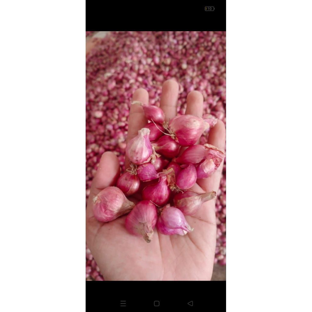 

Bawang Merah Jatim Nganjuk Tanggung Kering