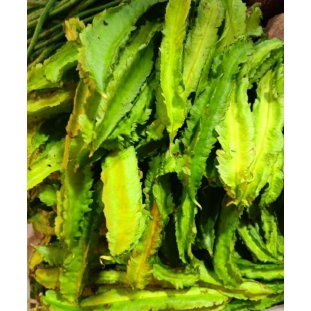

kecipir segar & fresh 500gr