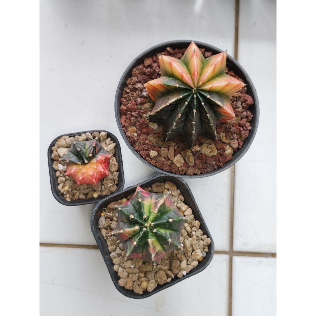 Kaktus Gymnocalycium Gymno Miha LB Var Varigata Variegata