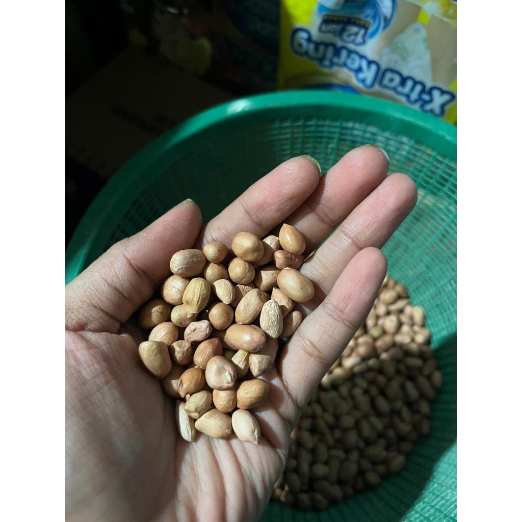 

Kacang Tanah Mentah Kecil ( Tidak Terlalu Putih )