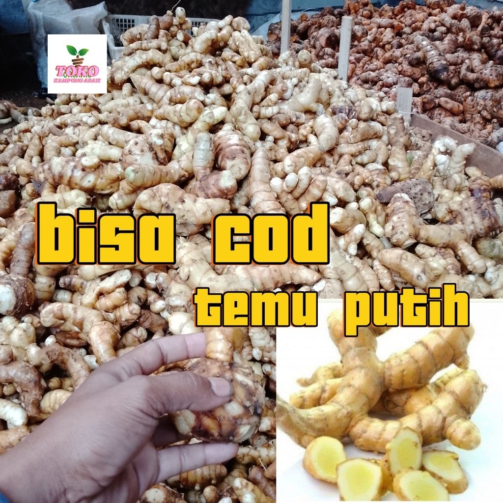 

temu putih segar fresh 1kg