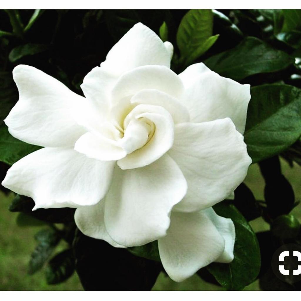 Bunga Kaca Piring Tanaman Hias Bunga Kaca Piring Wangi Semerbak