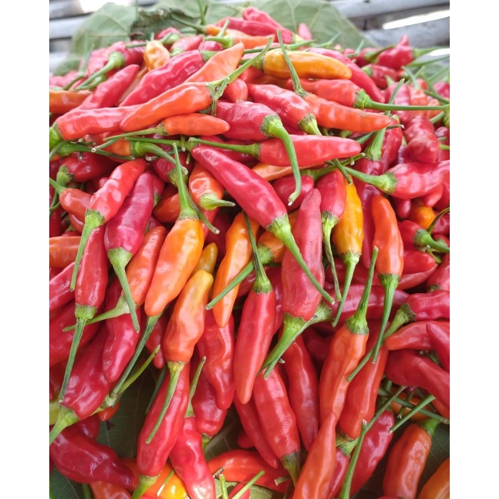 

Cabai Merah
