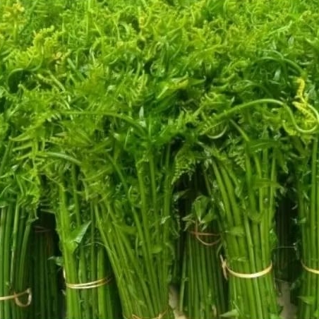 

pakis sayur segar 1500gram