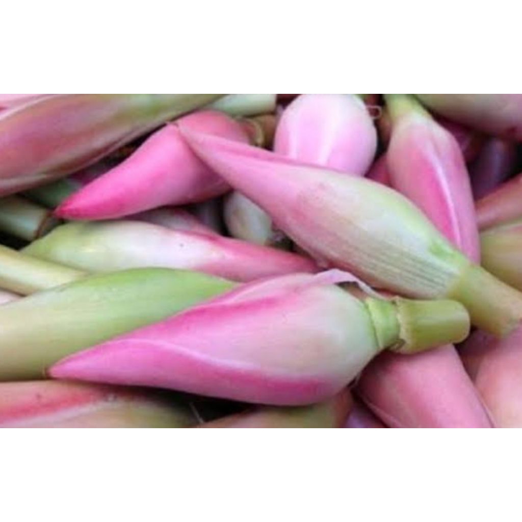 

Bunga rombeh kecombrang per kg