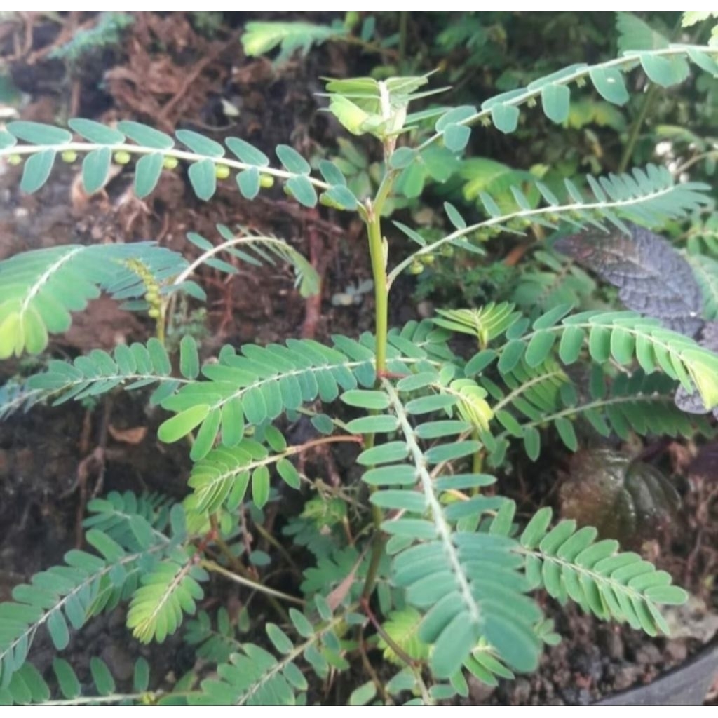 

tanaman obat daun meniran segar fresh