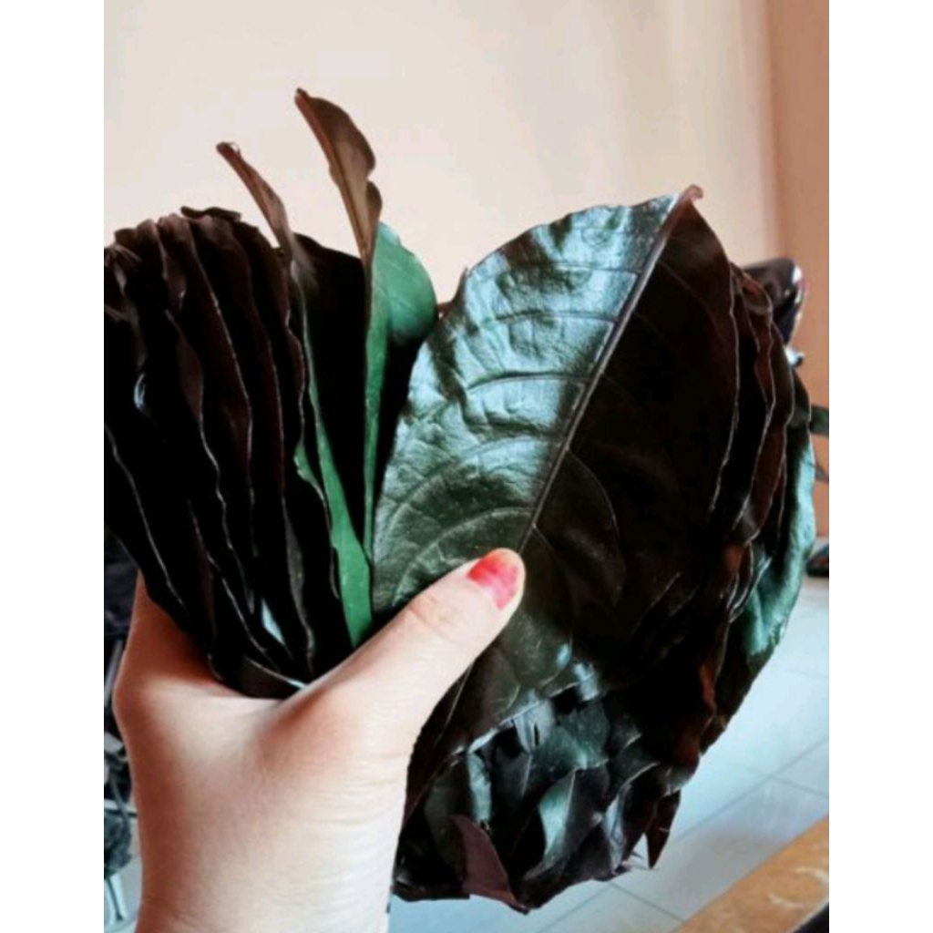 

Daun ungu/Handeuleum segar 1kguntuk wasir/ambeien