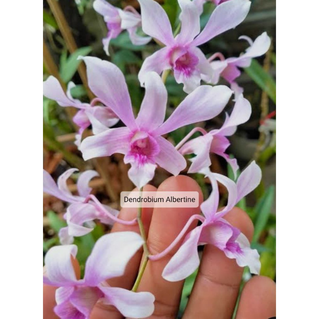 Anggrek Dendrobium Albertine Ekonomis