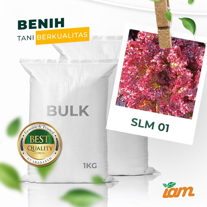 

BULK 1kg – selada merah F1 (SLM 01)