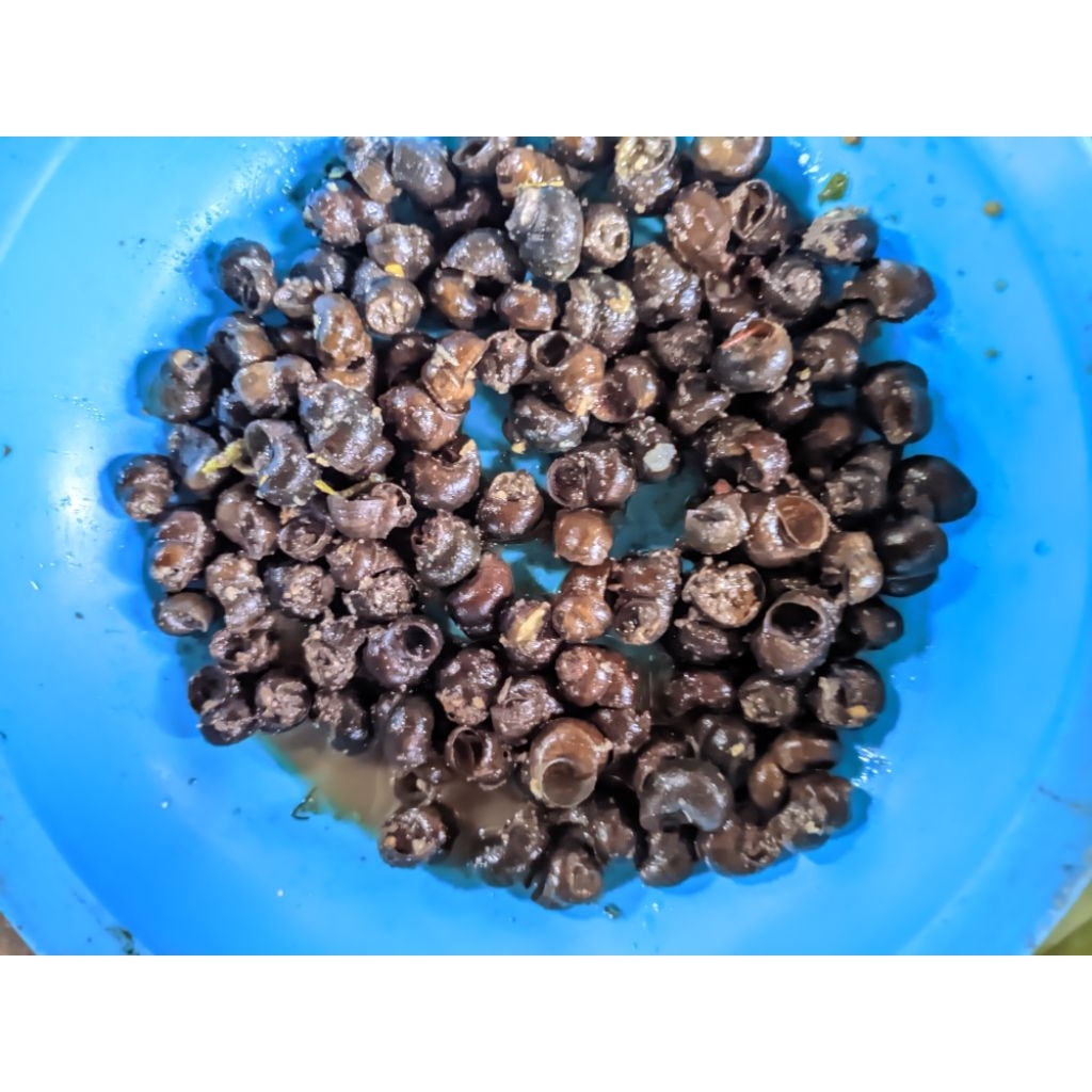 

tutut sawah/keong sawah/ siap masak 500 gram sampai 1KG