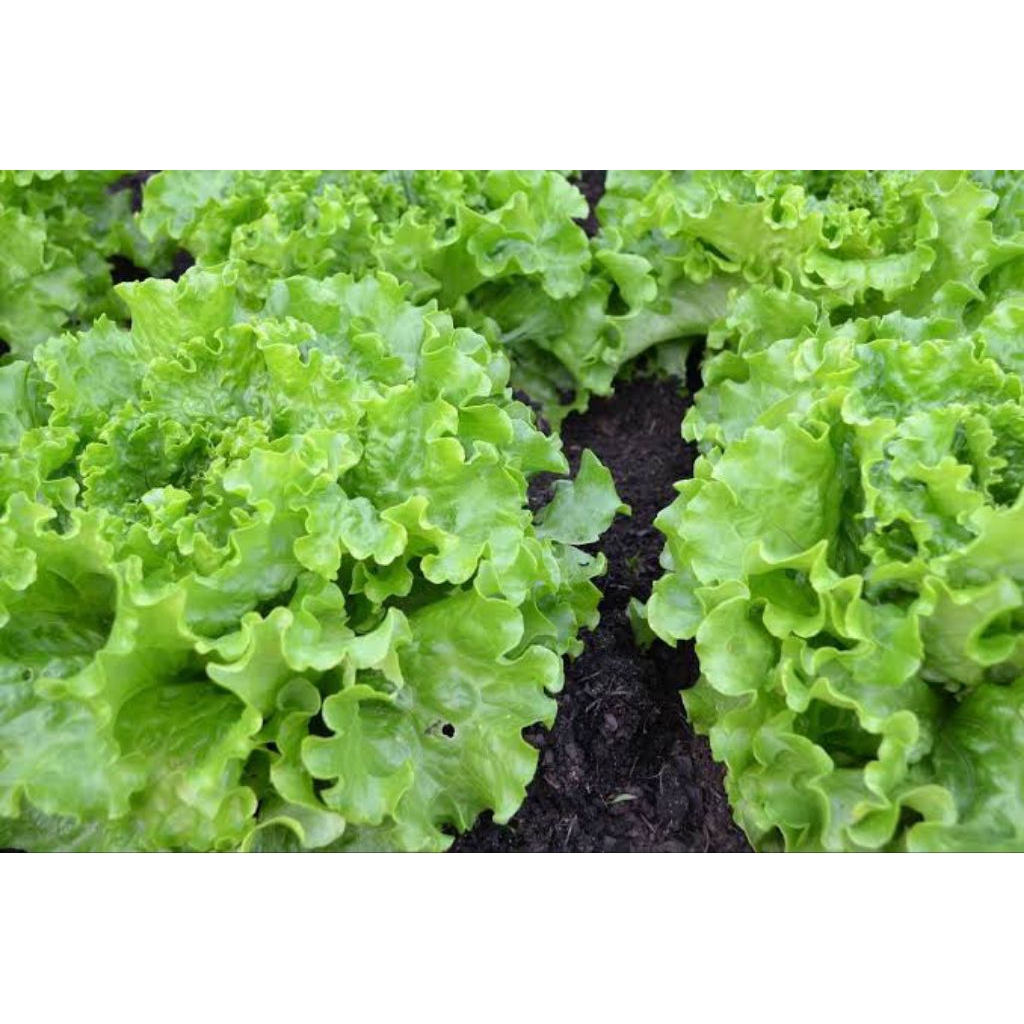 50 biji benih / bibit selada keriting repack bibit selada repacking benih selada medan