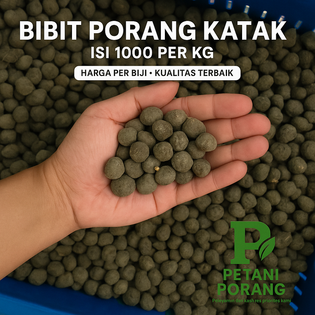 Bibit Porang Bubil/biji Isi 1000/Kg – Dorman Asli | Harga Per Biji | Kualitas Super Bebas Jamur – Pe