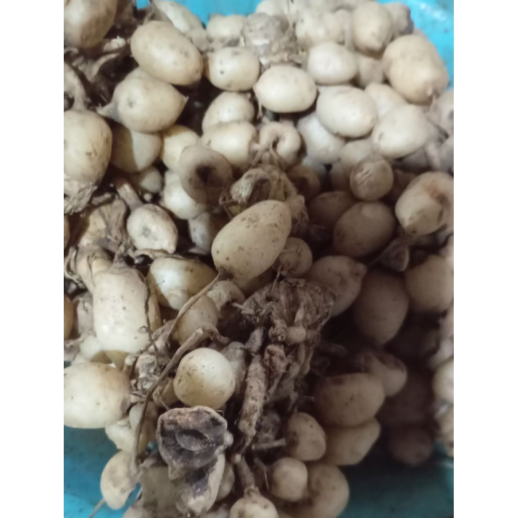 

umbi Rimpang Temu Putri segar